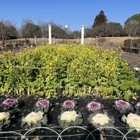 菜の花,夏みかん,葉牡丹,季節外れ,スマホ撮の画像