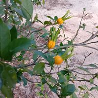 クチナシの画像