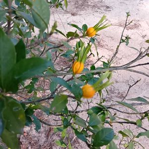 クチナシの画像