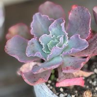 熊童子,高砂の翁,熊童子葉挿し,土曜日はわくわくフリルの日の画像