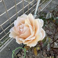 マム,ボンザマーガレット,バラ、薔薇、ばら,GD ルイーズ,小さい庭の画像