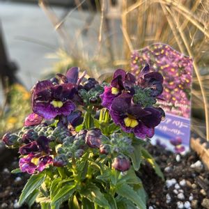 ネメシアベリー シュガーベリー,花のある暮らし,植中毒,お花大好き♡,お花好きさんと繋がりたいの画像