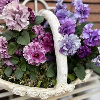 スイセン,セダム,バラ,マーガレット,マーガレットの画像