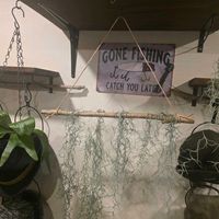 スパニッシュモス,スパニッシュモス　ウスネオイデス,リビング・ダイニングの画像