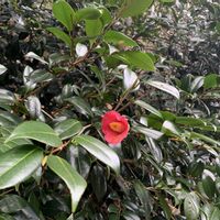 アオキ,ミツマタ,ヒラタケ,ヒラタケ,薮椿（やぶつばき）の画像