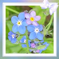 ワスレナグサ,感謝,希望,頑張れ,花のある生活の画像