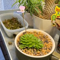 ムシトリスミレの画像