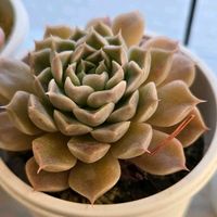 エケベリア,名無しさん,名無しのエケベリア,多肉植物,エケベリア属の画像