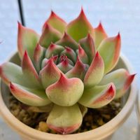 エケベリア,水蜜桃,多肉植物,エケベリア属,多肉女子の画像