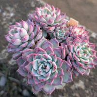 片想い@,プレイングハンズ@,多肉植物,ミックスベリアの画像