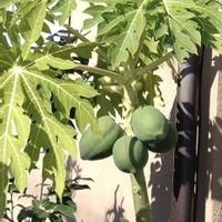 マユハケオモト,マユハケオモト,パパイヤ,パパイヤ,珍しい植物の画像
