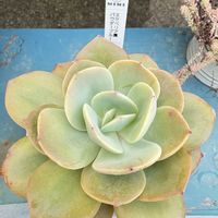 パウダーブルー,多肉植物,鳥取タニラー,福井園芸店,fukumimi苗の画像