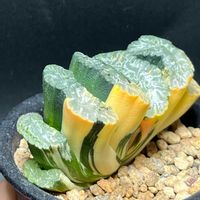 玉扇,玉扇錦,多肉植物,かわいい,ハオルチア属の画像