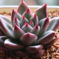 多肉植物,花のある暮らし,皆様に感謝,素敵な庭に✨の画像