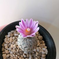 サボテン,スーパーバラ丸,多肉植物,観葉植物,ガーデニングの画像