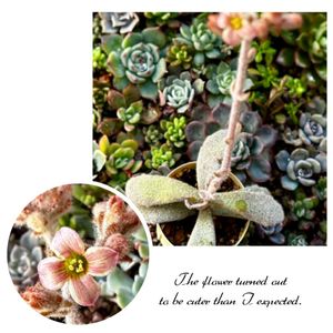 ラッキーガール,多肉植物,カランコエ属,多肉大好き,放置栽培の画像