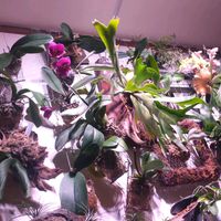 セッコク,胡蝶蘭,ビカクシダ,ビカクシダ ネザーランド,着生植物の画像