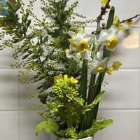 スイセン,ロウバイ,ミモザ,ナノハナ,正岡子規の画像