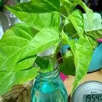 オシロイバナ,オシロイバナ,水栽培,オシロイバナ愛好家友の会,オシロイバナいっぱい運動の画像