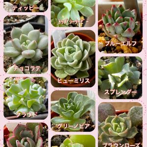 多肉植物いろいろ,多肉のある暮らし,葉挿しっ子,富山支部,りんこさんちの多肉の画像