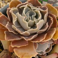 パルバ,刺無短毛丸,シャビアナデザートスター,アロエ ディスコイングシー ,ルエラの画像