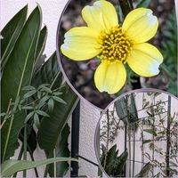 ウインターコスモス,ストレリチア,ストレリチア,葉っぱ,GSの皆さんに感謝❣️の画像