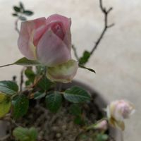 バラ,ミニバラ,薔薇,ばら,バラ、薔薇、ばらの画像