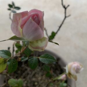 バラ,ミニバラ,薔薇,ばら,バラ、薔薇、ばらの画像