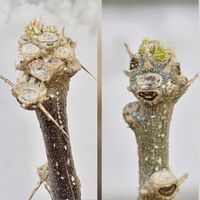 ムクゲ,冬芽葉痕クイズだよ！,平和を願う,クイズ冬芽葉痕の画像