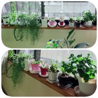 カランコエ,ハートカズラ,ルビーネックレス,レウィシア,月兎耳の画像