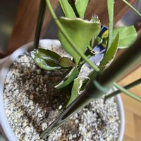 月下美人の画像