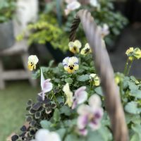 ラナンキュラス,リシマキア,ビオラ,ラナンキュラスラックス,ラナンキュラスラックスの画像