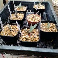 ホリダ,育成ライト,アガベ　ホリダ,アガベ　モンタナ,多肉植物の画像