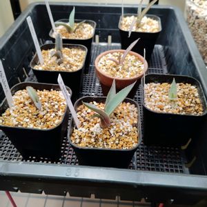 ホリダ,育成ライト,アガベ　ホリダ,アガベ　モンタナ,多肉植物の画像