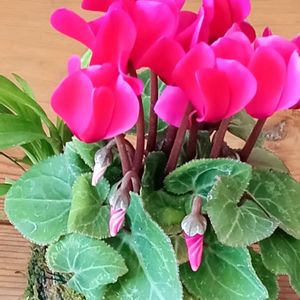 シクラメン,苔玉,指宿の画像