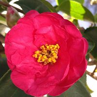 サザンカ,サザンカ,セッコク,セッコク,小さな庭の画像