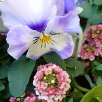 シクラメン,プリムラ,スイートアリッサム ,ビオラ,パンジ－の画像