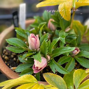 クリスマスローズ,ナチュラルガーデン,ジャンクガーデン,シェードガーデン,ナチュラルスタイルの画像