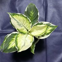 サトイモ科,ディフェンバキア,dieffenbachia,デヘンバキア クールビューティ,耐陰性の画像