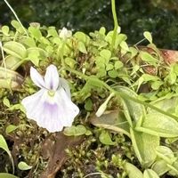 ウサギゴケ,食中植物,ネペンテス属,食虫植物・ウツボカズラの画像