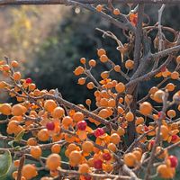 ツルウメモドキ,蔓梅擬,可愛い〜♡,花のある暮らし,可愛い実の画像