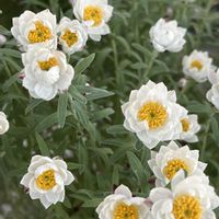 オーニソガラム,ゼラニウム,ハナカンザシ,ペラルゴニウム,アッツザクラの画像