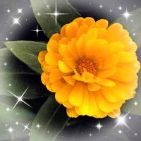 キンセンカ,センダン,ギンバイカ,銀梅花,カレンデュラの画像