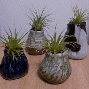 チランジア,エアプランツ,一輪挿し,iPhone撮影,asingleflowervaseの画像