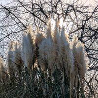 パンパスグラス,ヒヤシンス,白梅,太陽,ビバーナムティヌスの蕾の画像