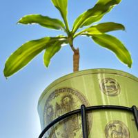 ドラセナ,植木鉢　　鉢カバー　　植物,アンティーク,今日のお花,良い一日を…の画像