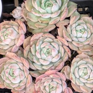 多肉植物,葉挿し,リメ缶,多肉寄せ植え,リメ鉢の画像