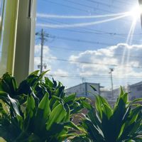 ドラセナ,モンステラ,トキワシノブ,ドラセナ コンパクタ,観葉植物の画像