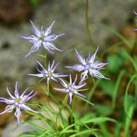 タマシャジン,フィテウマ・ショイヒツェリ,フィテウマ・ショイヒツェリ,別名　タマシャジン,キキョウ科の画像