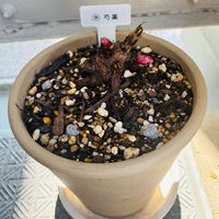 シャクヤク,ベランダの画像